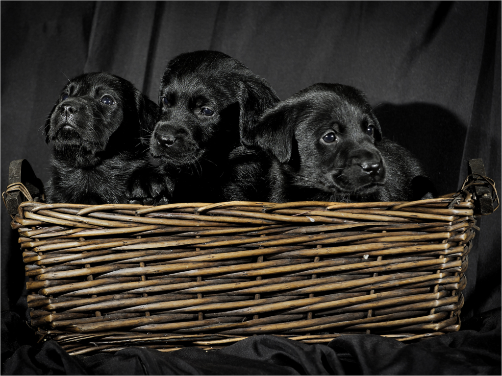 Three in a Basket